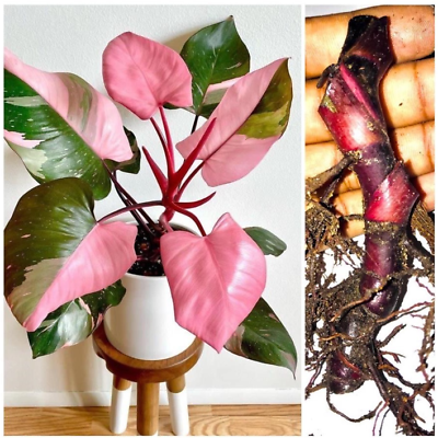 #ad 1 Well Rooted Cutting Philodendron Pink Princess Variegated Houseplant $19.99