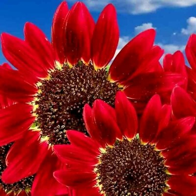 50 RED SUN RARE SUNFLOWER SEEDS FLOWERS BEAUTIFUL TALL CUT NON GMO HEIRLOOM USA $3.39