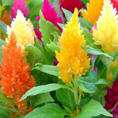 #ad Pampas Plume Mix Celosia Seeds Non GMO Free Shipping Seed Store 1277 $21.49