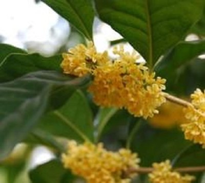 #ad Yellow Flowering Fragrant Tea Olive osmanthus Live Plant 1 QT $27.99