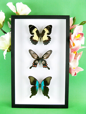 3 real beautiful and huge butterflies in the XXl showcase single piece 26 #ad GBP 99.95