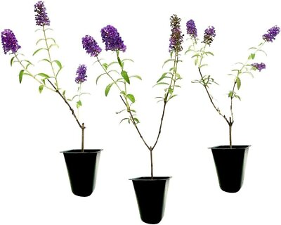 #ad Buddleia Black Knight Live Plants Fragrant Butterfly Bush Attracts... $49.98