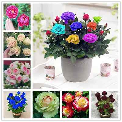 #ad 20 ROSE FLOWER SEEDS rare exotic plant garden for bud stratification germination $6.99