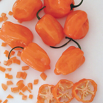 #ad Orange Habanero Pepper Seeds Non GMO Free Shipping Seed Store 1003 $1.99