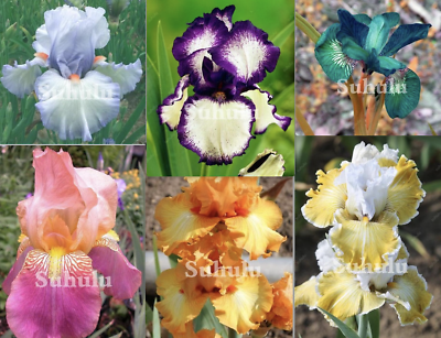 #ad 20 SEEDS IRIS flowering bloom rare exotic plant flower garden FOR germination $6.99