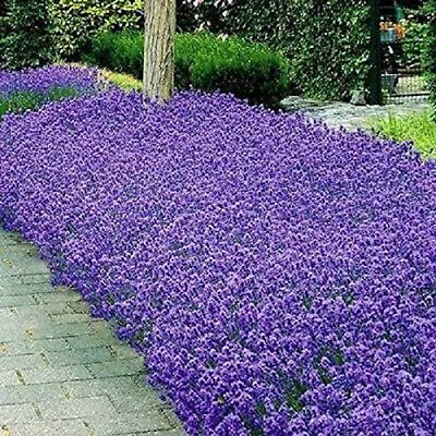 #ad Italian Lavender Seeds Heirloom Non GMO Free Shipping Herb Seeds 1139 $3.99