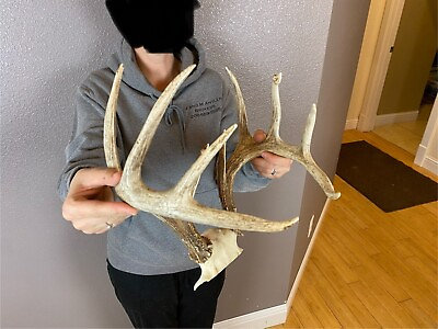 #ad Real Whitetail Deer Antlers Set Wild Idaho 5x5 Horns Euro Mount Decor Skull $79.99