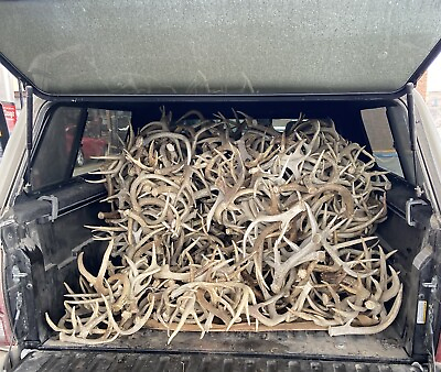 #ad 3 5 10 Pounds Premium A Grade Bulk Whitetail Deer Antler Sheds No Defects $90.00