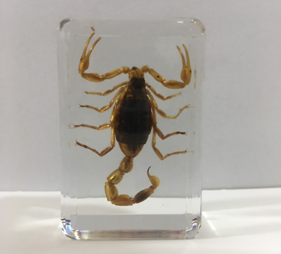 #ad #ad Scorpion Taxidermy Real Scorpions Specimen Educational Gifts Learning Toys $11.99