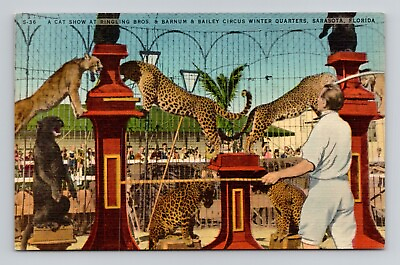 #ad Postcard Ringling Brothers Circus Cat Show Sarasota Florida Vintage Linen J12 $4.49
