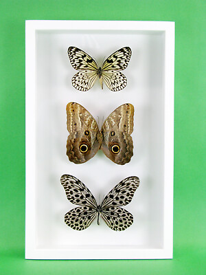 3 real beautiful and huge butterflies in the XXl showcase single piece 29 #ad GBP 99.95