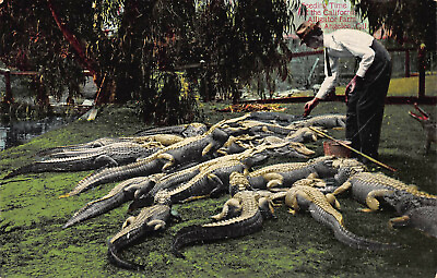 #ad Feeding Time at the California Alligator Farm L.A. CA Early Postcard Unused $12.00