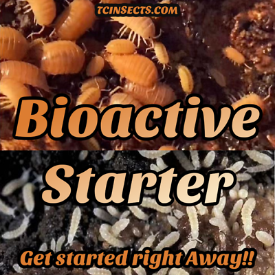 Bioactive Booster: 20 Powder Orange Isopods and 400 Springtails FREE SHIPPING $24.99