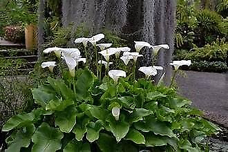 #ad #ad White Giant Calla Lily Live Starter Plants in 2 Inch Pots $21.03