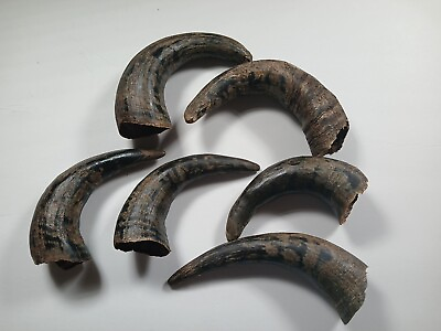 #ad 6 Authentic Bison Buffalo Horn Caps great for projects decor etc. $80.00