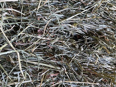 #ad 10 LBS. Orchard Grass Hay Rabbits Guinea pigs Chinchillas Goat horse $21.99