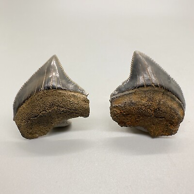 #ad Unusual location Fossil Squalicorax pristodontus Crow Shark teeth Maryland $25.00