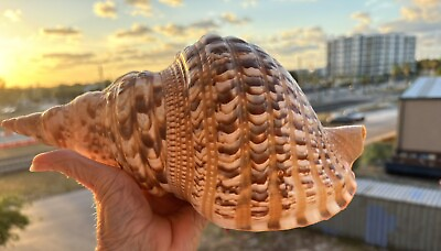 #ad GIANT TRITON SHELL 12 INCHES STUNNING $98.50