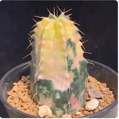#ad Cactus Succulent plant Echinocereus knippelianus variegated High 5 6cm $15.97