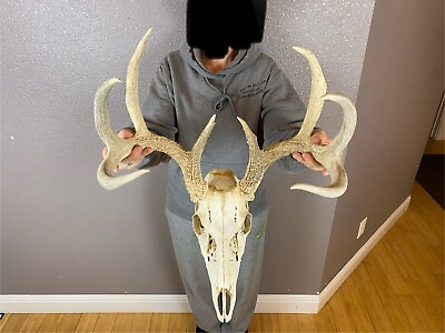 #ad European REAL Skull Whitetail Deer Antlers Set Wild Idaho Horns Euro Mount 4x4 $239.99