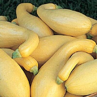 #ad Yellow Crookneck Squash Seed NON GMO Heirloom Yellow Summer Squash 25 Seeds $1.99