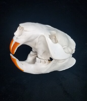 #ad Real N. American Beaver Skull Castor canadensis Generic Listing USA Source $20.99