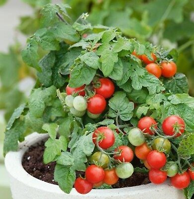 #ad #ad Red Robin Tomato Seeds Organic Micro Dwarf  Heirloom 20 Seeds container $2.99
