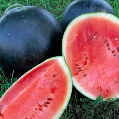 #ad Black Diamond Watermelon Seeds NON GMO Heirloom Fresh Garden Seeds $2.00