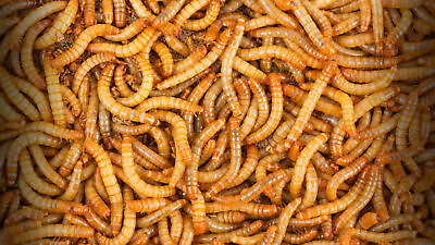 #ad Live Mealworms 50 10000 Large 3 4quot; 1quot; Reptile Food $21.99