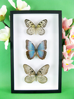 3 real beautiful and huge butterflies in the XXl showcase single piece 15 #ad GBP 99.95