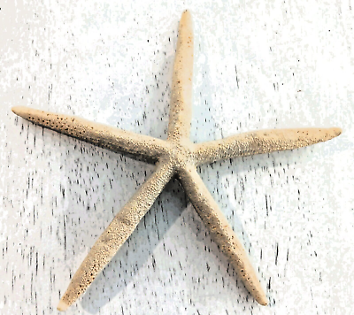 #ad NEW PENCIL FINGER STARFISH STAR SEA SHELL 7quot; X 8quot; FREE SHIPPING $9.88
