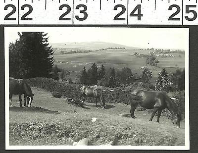 #ad VINTAGE OLD Bamp;W PHOTO OF PRETTY HORSES GRAZING ON GRASSY HILL #2717 $3.99