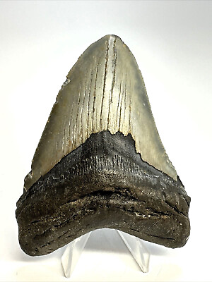 #ad 3 INCH REAL MEGALODON SHARK TOOTH FOSSIL EXTINCT GIANT GENUINE GRAY HUGE TEETH $109.95