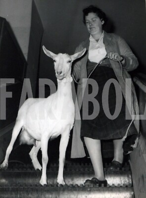 #ad Vintage Press Photo The Goat By Breed Parteciperà Stylish Big Fair print $23.74