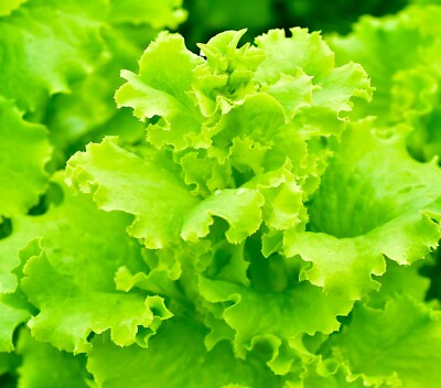 #ad Lettuce Seeds High Yield Heirloom Non GMO Free Shipping Black Seeded Simpson $20.00