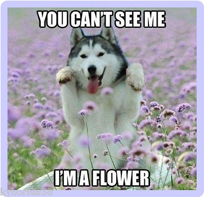 #ad Funny Dog Humor Siberian Husky I#x27;m A Flower Refrigerator Magnet $7.50