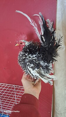 #ad Serama Hatching Eggs 4 Possible Feather Patterns Npip $50.00