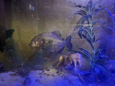 #ad #ad red belly piranha $700.00